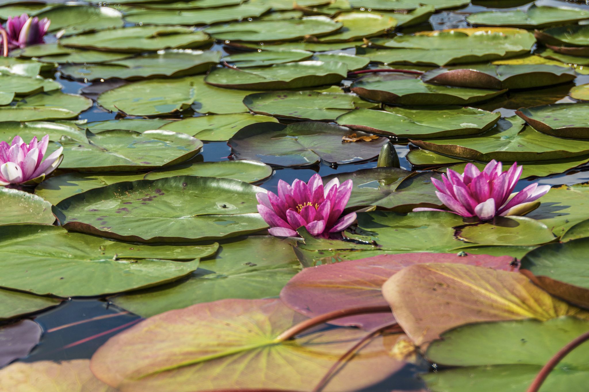 Kajaktour Staffelsee 12.09.2021